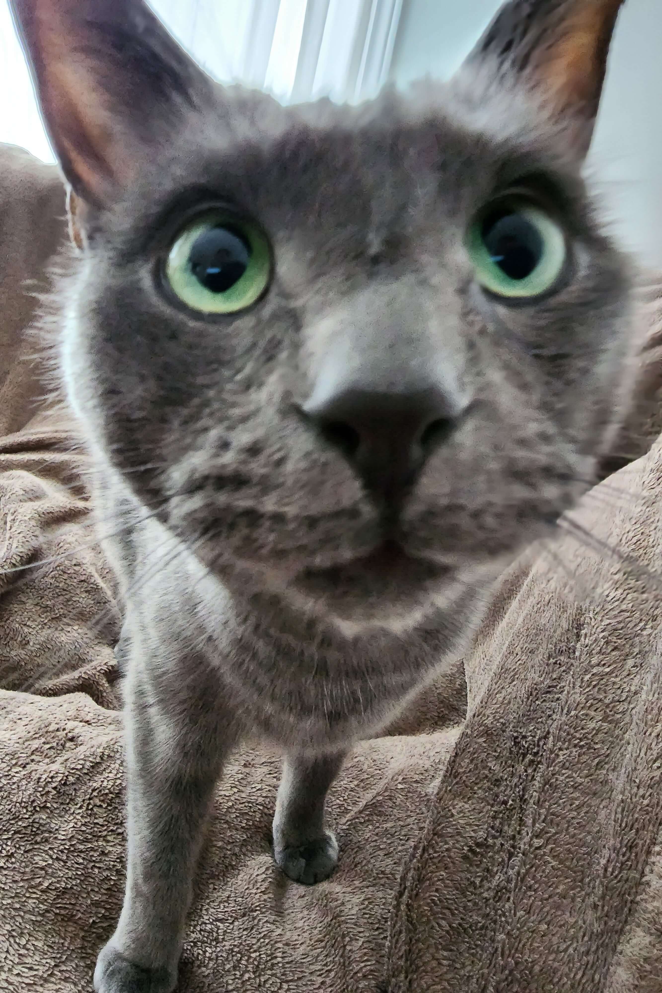 image of cat named Gary