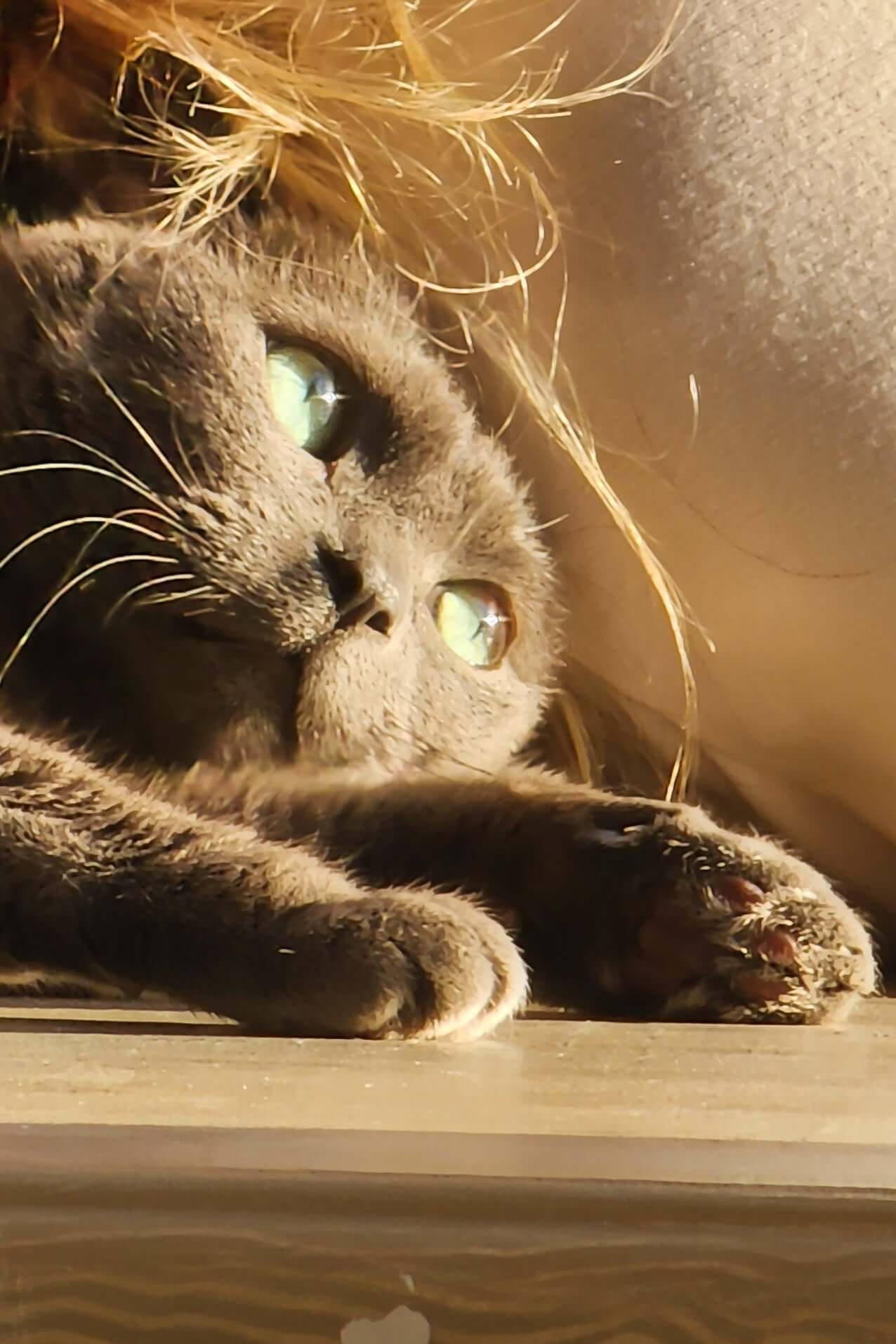 image of cat named princess sprinkles