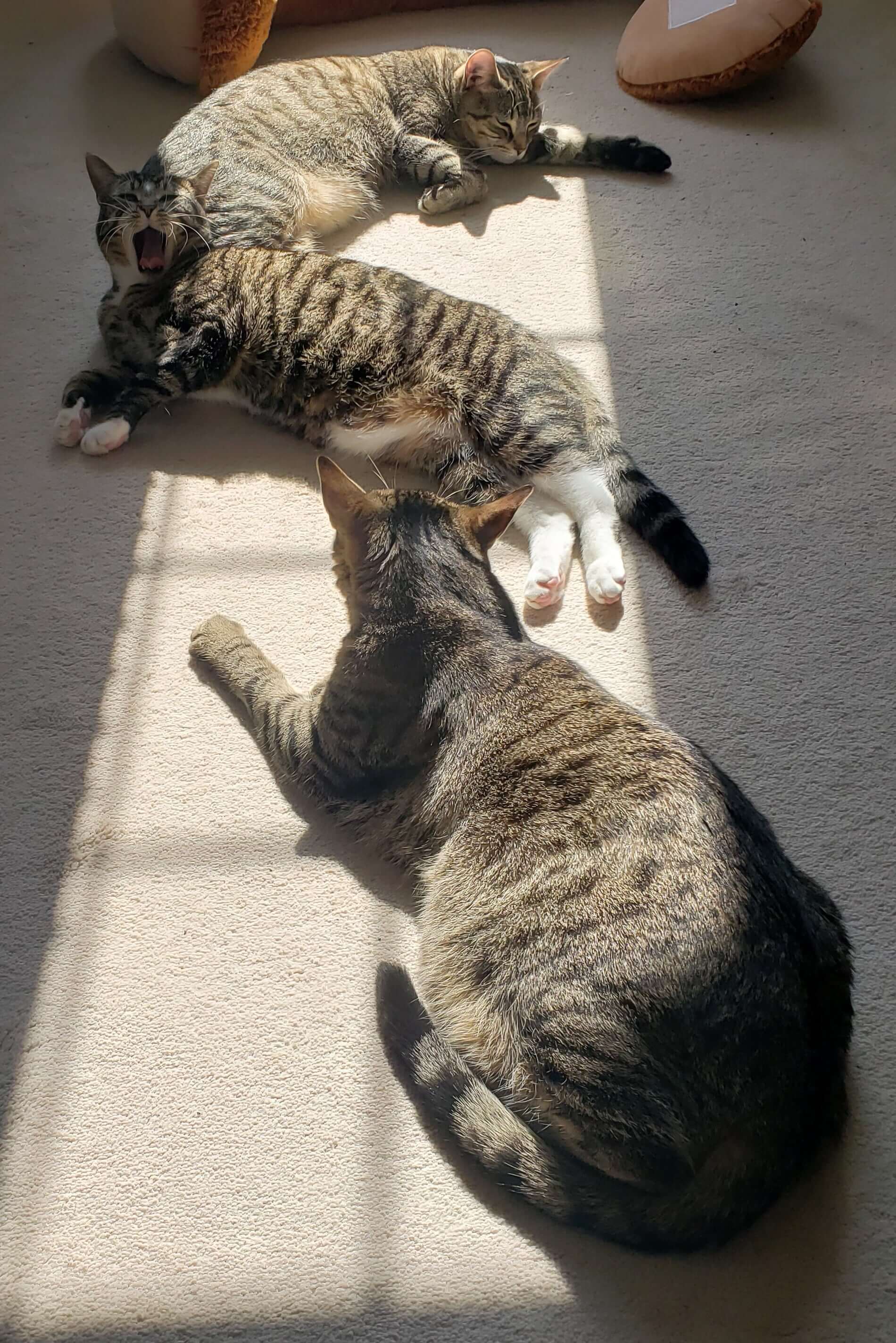 image of 3 cats named Newt, Tiny Tim and Hubble